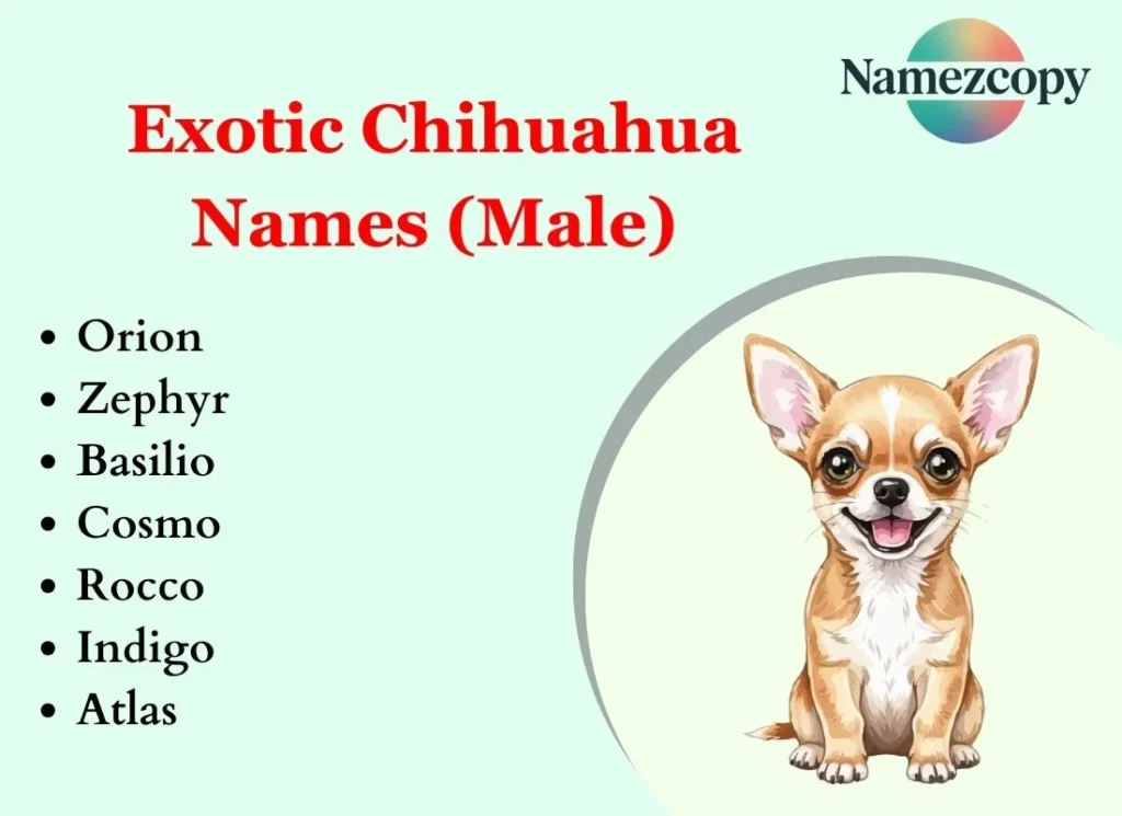 Exotic Chihuahua Names (Male)
