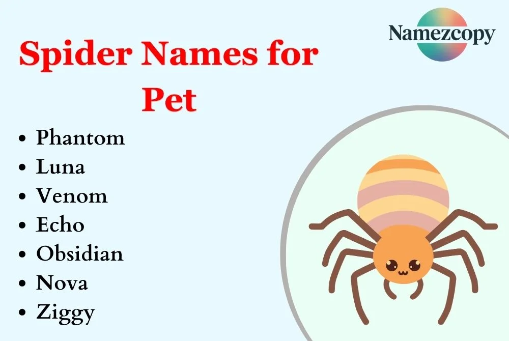 Spider Names for Pet