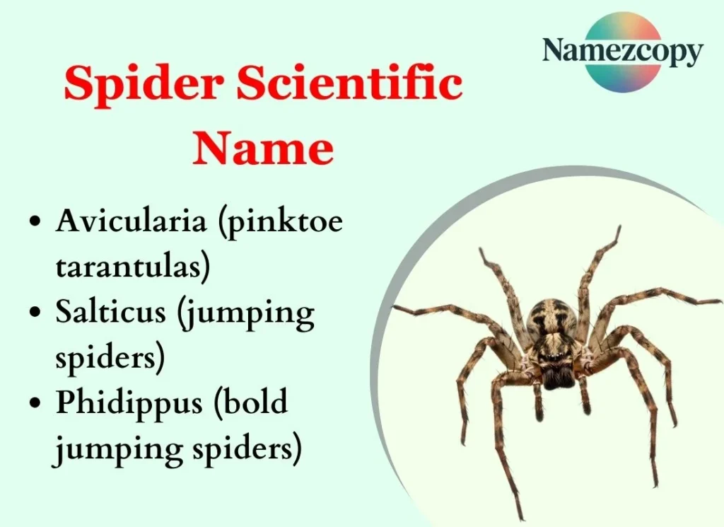 Spider Scientific Name