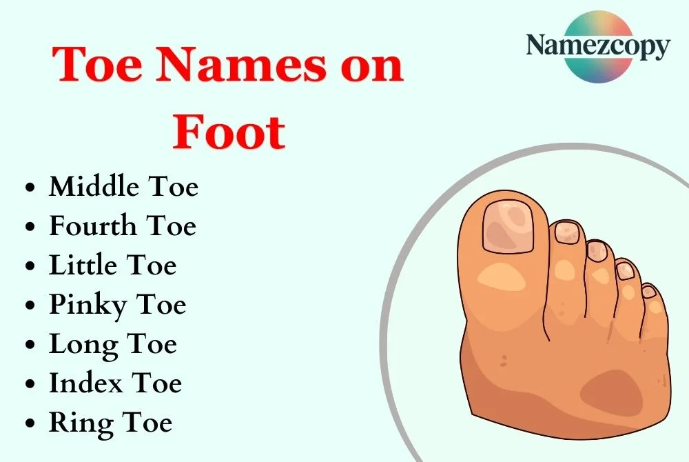 Toe Names on Foot