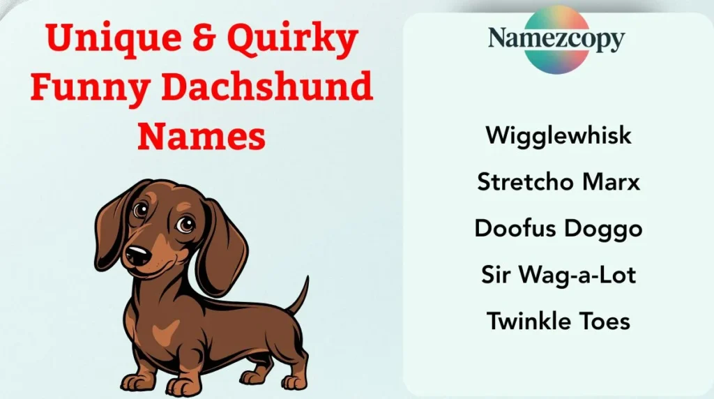 Unique & Quirky Funny Dachshund Names