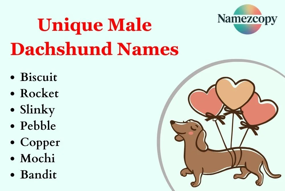 Unique Male Dachshund Names