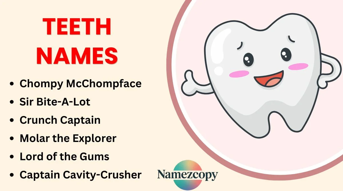 Teeth Names